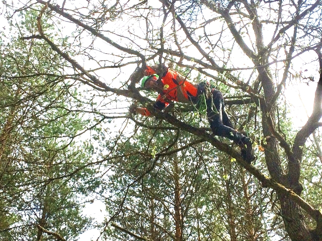 Tammen hoitoleikkaus on pääasiassa kuivien oksien poistamista.