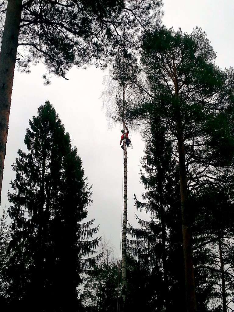 Koivun poisto paloina alkamassa.