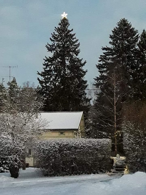 Arboristin latvatähti.