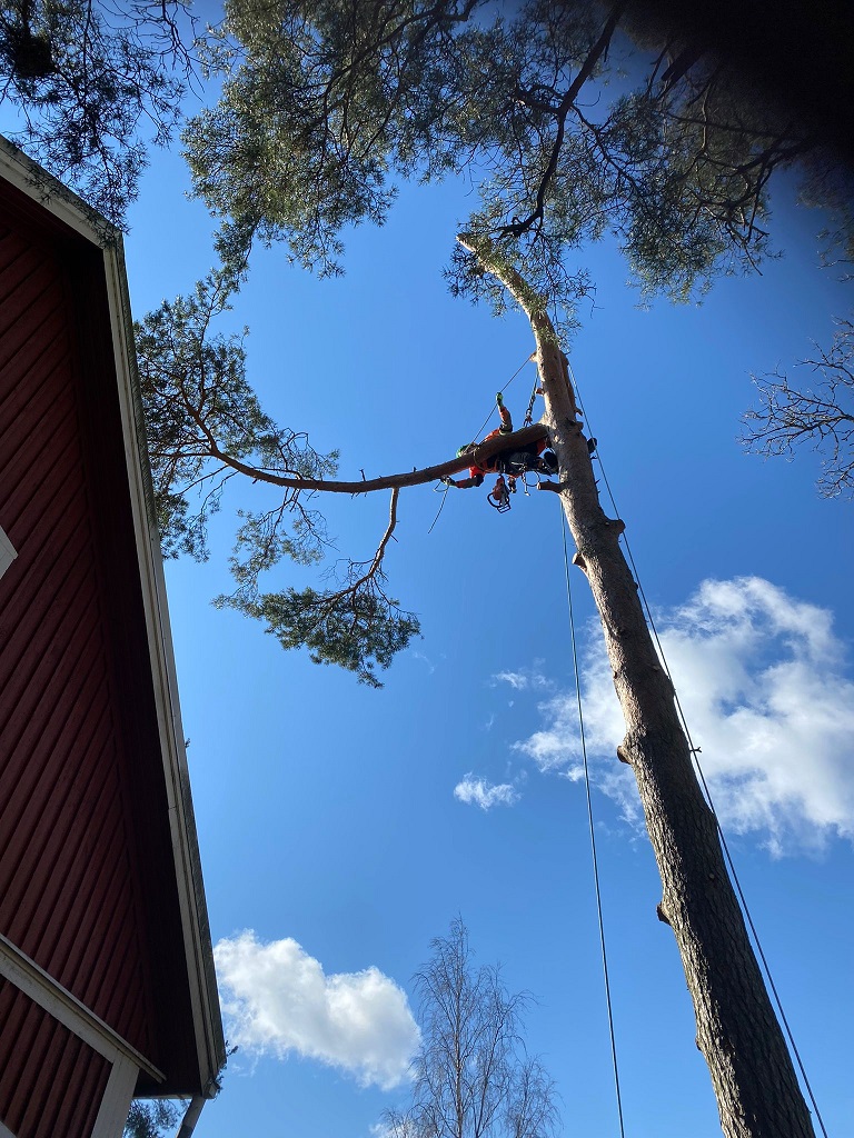 Männyn paloina poistaminen käynnissä.