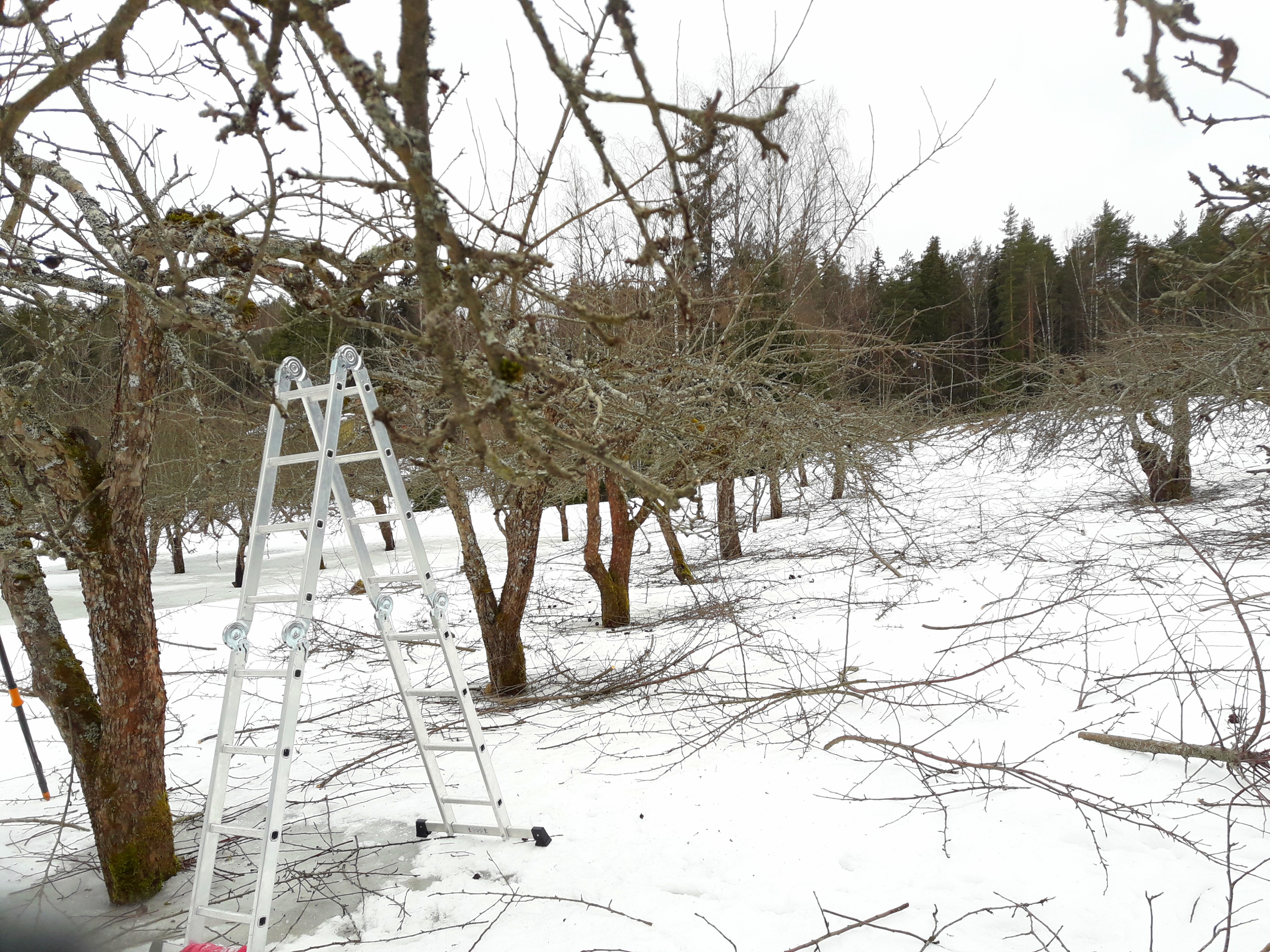 Omenapuiden leikkausta.