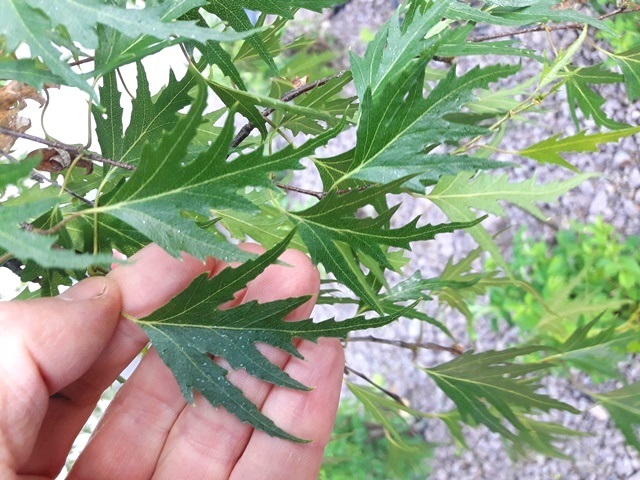 Taalainkoivu ei ole ihan peruskoivu.